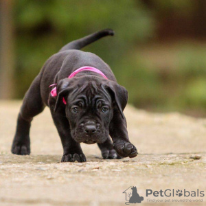 Foto №2 zu Ankündigung № 120641 zu verkaufen cane corso italiano - einkaufen Großbritannien züchter