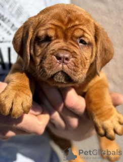 Foto №1. dogue de bordeaux - zum Verkauf in der Stadt Smederevo | verhandelt | Ankündigung № 102896