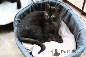 Foto №2 zu Ankündigung № 154411 zu verkaufen  - einkaufen Russische Föderation quotient 	ankündigung