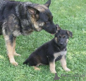 Foto №1. deutscher schäferhund - zum Verkauf in der Stadt Гладбек | 350€ | Ankündigung № 119054