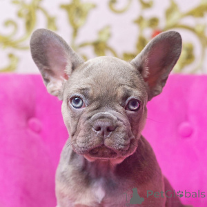 Foto №1. american bulldog - zum Verkauf in der Stadt Blumenhügel | 484€ | Ankündigung № 168014