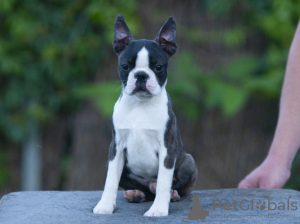 Foto №2 zu Ankündigung № 111237 zu verkaufen boston terrier - einkaufen Serbien züchter