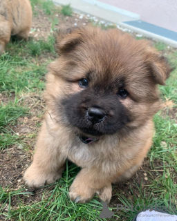 Foto №1. chow-chow - zum Verkauf in der Stadt Paris | verhandelt | Ankündigung № 71036