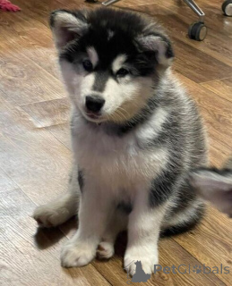 Foto №1. alaskan malamute - zum Verkauf in der Stadt Antwerpen | verhandelt | Ankündigung № 169670