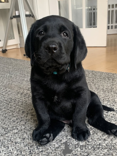 Foto №2 zu Ankündigung № 169104 zu verkaufen labrador retriever - einkaufen Finnland quotient 	ankündigung