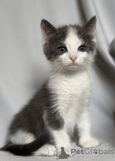 Foto №4. Ich werde verkaufen  in der Stadt Москва.  - preis - Frei