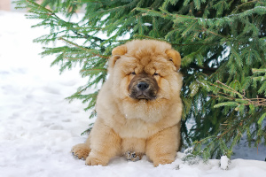 Foto №2 zu Ankündigung № 4828 zu verkaufen chow-chow - einkaufen Russische Föderation vom kindergarten