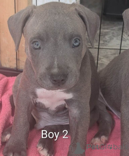 Foto №4. Ich werde verkaufen staffordshire bull terrier in der Stadt Langen. quotient 	ankündigung - preis - 580€