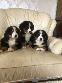 Foto №3. Süße Berner Sennenwelpen zur kostenlosen Adoption. Deutschland