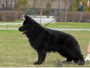 Zusätzliche Fotos: Deutscher Schäferhund langhaarig, 4,5 Monate alt, männlich