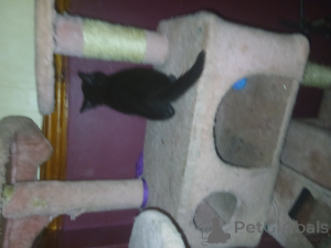 Foto №3. Glückliches schwarzes Kätzchen,. Großbritannien