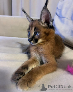 Foto №2 zu Ankündigung № 99621 zu verkaufen caracal - einkaufen USA quotient 	ankündigung, vom kindergarten, aus dem tierheim