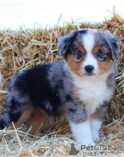 Foto №2 zu Ankündigung № 111615 zu verkaufen australian shepherd - einkaufen Tschechische Republik quotient 	ankündigung