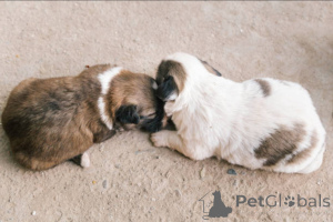 Foto №1.  - zum Verkauf in der Stadt Glasgow | 650€ | Ankündigung № 138882