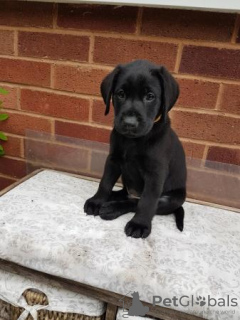 Foto №1. labrador retriever - zum Verkauf in der Stadt New Boston | 663€ | Ankündigung № 108825