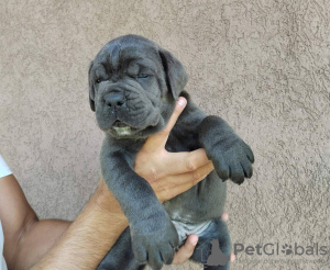 Foto №4. Ich werde verkaufen cane corso italiano in der Stadt Belgrad.  - preis - verhandelt