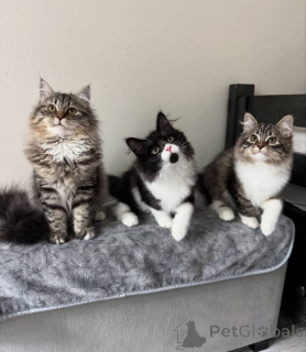 Foto №1. maine-coon-katze - zum Verkauf in der Stadt Bremen | verhandelt | Ankündigung № 157497