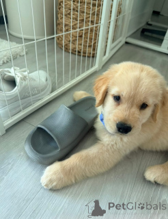 Foto №3. Urocze szczenięta Golden Retriever szukają kochającego domu!. Polen