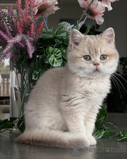 Foto №3. Chinchilla-Kätzchen die perfekte Mischung aus Schönheit und süßem Temperament. Deutschland