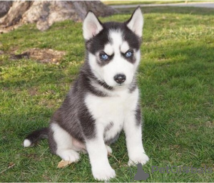 Foto №1. siberian husky - zum Verkauf in der Stadt Anderlecht | Frei | Ankündigung № 116726