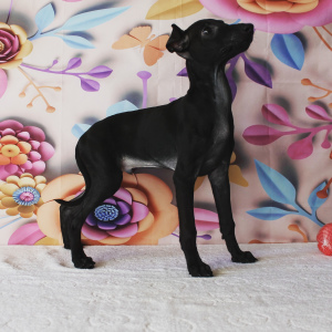 Foto №3. Italienischer Windhundwelpe. Russische Föderation