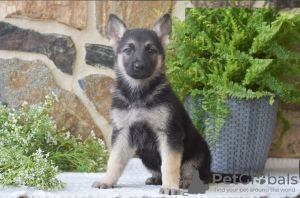 Foto №2 zu Ankündigung № 103930 zu verkaufen deutscher schäferhund - einkaufen Zypern aus dem tierheim