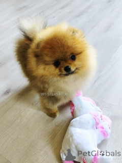 Foto №3. Rote Pommersche Spitzwelpen zu verkaufen, boo.. Georgien