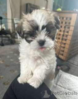 Foto №2 zu Ankündigung № 143484 zu verkaufen mischlingshund - einkaufen Österreich züchter