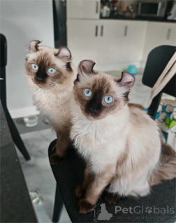 Foto №1. american curl - zum Verkauf in der Stadt Achaern | 350€ | Ankündigung № 151621