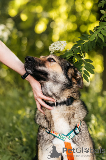 Foto №2 zu Ankündigung № 117509 zu verkaufen mischlingshund - einkaufen Russische Föderation quotient 	ankündigung