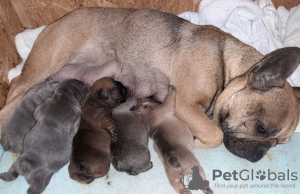 Foto №3. Kostenlose Französische Bulldogge zur Adoption verfügbar. Deutschland