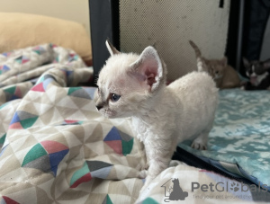 Foto №1. devon rex - zum Verkauf in der Stadt Aserri | 189€ | Ankündigung № 92171