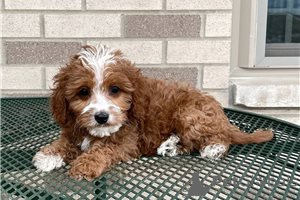 Foto №3. Wunderschöne Cavapoo-Welpen zur kostenlosen Adoption. Deutschland