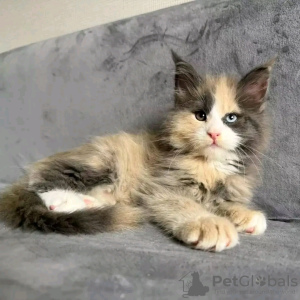 Foto №2 zu Ankündigung № 132069 zu verkaufen maine-coon-katze - einkaufen Katar züchter