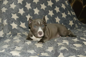 Foto №2 zu Ankündigung № 137880 zu verkaufen american bully - einkaufen USA quotient 	ankündigung