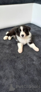 Foto №1. border collie - zum Verkauf in der Stadt Żory | 836€ | Ankündigung № 106871