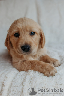 Foto №2 zu Ankündigung № 90614 zu verkaufen golden retriever - einkaufen Deutschland quotient 	ankündigung