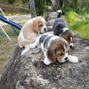 Foto №2 zu Ankündigung № 117635 zu verkaufen beagle - einkaufen Deutschland quotient 	ankündigung