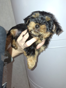 Foto №3. Charmante Yorkshire-Terrier-Welpen. Schweden