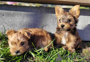 Foto №2 zu Ankündigung № 103678 zu verkaufen biewer terrier - einkaufen Polen züchter