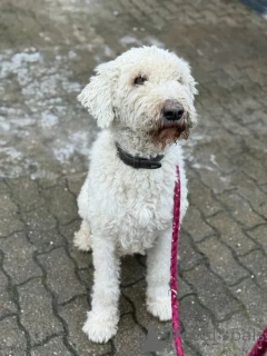 Foto №2 zu Ankündigung № 166538 zu verkaufen  - einkaufen Deutschland züchter