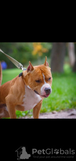 Foto №1. amerikanischer staffordshire terrier - zum Verkauf in der Stadt St. Petersburg | verhandelt | Ankündigung № 8865