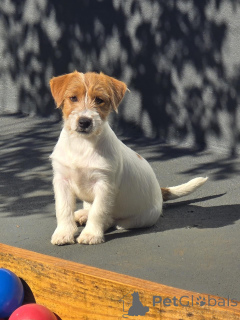 Foto №1. jack russell terrier - zum Verkauf in der Stadt Berlin | verhandelt | Ankündigung № 171876