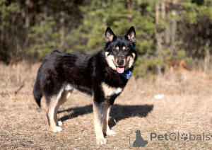 Foto №3. Wunderschöne, stattliche männliche Likes (Metis) Jason wird gerettet und auf der. Russische Föderation