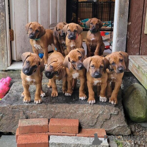 Foto №1. rhodesian ridgeback - zum Verkauf in der Stadt Yding | verhandelt | Ankündigung № 169948