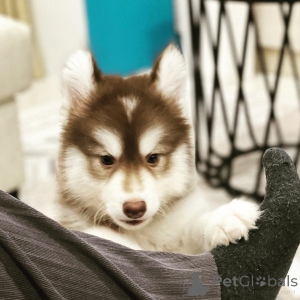 Foto №1. siberian husky - zum Verkauf in der Stadt Alès | verhandelt | Ankündigung № 172462