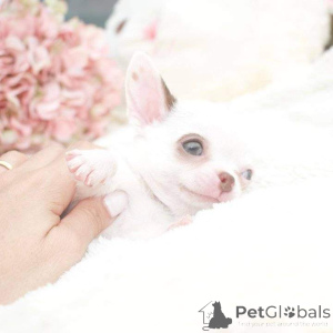 Foto №1.  - zum Verkauf in der Stadt Bethlehem of Galilee | verhandelt | Ankündigung № 163032