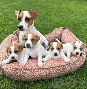 Foto №1. jack russell terrier - zum Verkauf in der Stadt Braunschweig | 900€ | Ankündigung № 161548