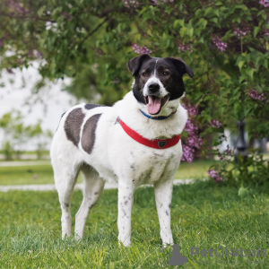 Foto №4. Ich werde verkaufen mischlingshund in der Stadt Москва. aus dem tierheim - preis - Frei