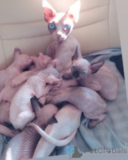 Foto №1. sphynx-katze - zum Verkauf in der Stadt Ramstein-Miesbach | 550€ | Ankündigung № 163695